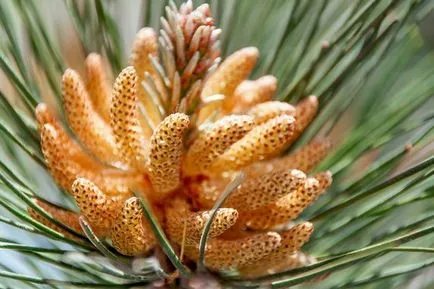 Ca infloreste pin, molid, cedru si alte conifere (cedru) Ca flori de pin, molid, cedru si alte conifere