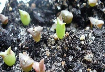 Cactusii din semințe în creștere în casă, fotografii și clipuri video (acasă) Cactusii din semințe în creștere în casă, fotografii și video