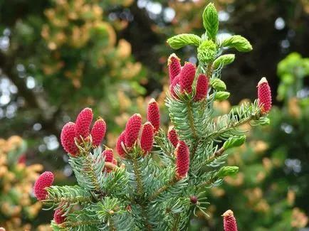 Ca infloreste pin, molid, cedru si alte conifere (pin) Ca flori de pin, molid, cedru si alte conifere