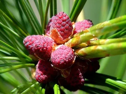 Ca infloreste pin, molid, cedru si alte conifere (pin) Ca flori de pin, molid, cedru si alte conifere