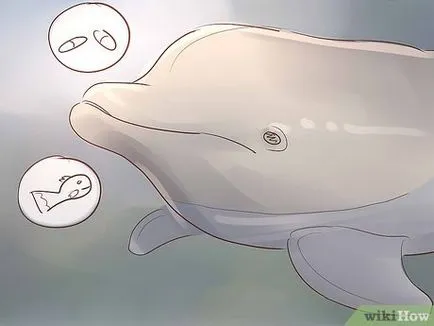Cum de a deveni un antrenor delfin (formatori cu mai multă experiență) Cum de a deveni un antrenor delfin