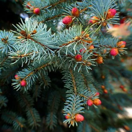 Ca infloreste pin, molid, cedru si alte conifere (cedru) Ca flori de pin, molid, cedru si alte conifere