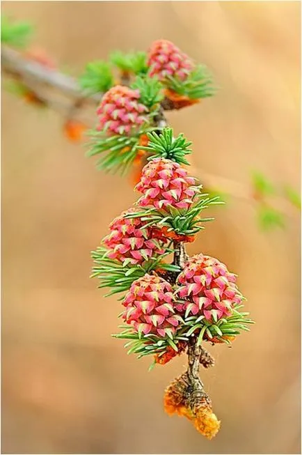 Ca infloreste pin, molid, cedru si alte conifere (molid) Ca flori de pin, molid, cedru si alte conifere