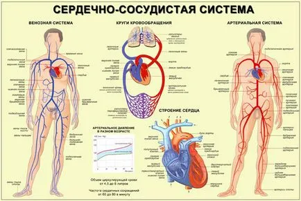 Cum de a îmbunătăți circulația - 11 metode elementare