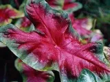 Cum să aibă grijă de Ficus adăpate REPLANT, fertiliza