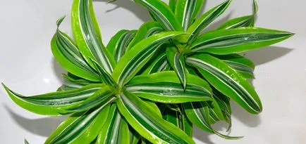 Cum să aibă grijă de la reproducere acasă dratsenu, transplant si plante de fertilizare (fotografie