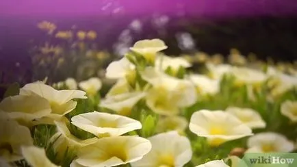 Cum să aibă grijă de plante () Cum să aibă grijă de plante