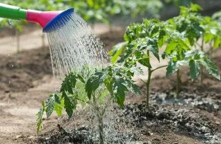 Cum de a crește ovar la tomate