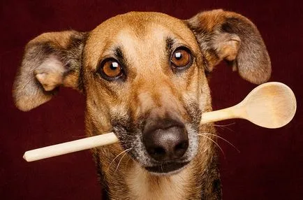 Cum să aibă grijă de un câine la domiciliu