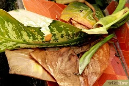 Cum să aibă grijă de plante () Cum să aibă grijă de plante