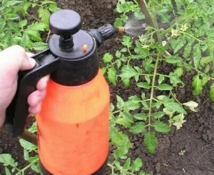 Cum de a crește ovar la tomate