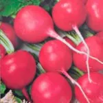 Cum să crească ridichi - Trucuri recolta mare, îmi place grădina ta (ridiche) Cum să crească ridichi - Trucuri recolta mare, îmi place grădina mea