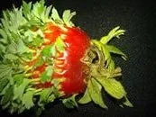 Cum să crească căpșuni din semințe de la domiciliu - sfaturi, dragoste grădina mea (util) Cum să crească căpșuni din semințe de la domiciliu - sfaturi, îmi place grădina mea