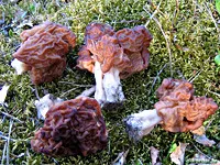 Cum sa arate ca linii de ciuperci uite ciuperci Morel