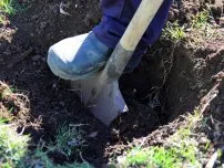 Cum de a vindeca coaja de pomi fructiferi, grădinar (conac)
