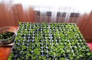 Cum să crească ampelnye petunie, regulile de bază de plantare și îngrijire de flori