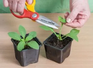 Cum să crească ampelnye petunie, regulile de bază de plantare și îngrijire de flori