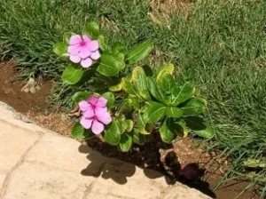 Cum să crească și să aibă grijă de plantare Catharanthus în teren deschis (de îngrijire) Cum să crească și să aibă grijă de aterizare Catharanthus în teren deschis