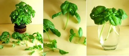 Cum să crească busuioc pe caracteristicile pervaz de cultivare la domiciliu