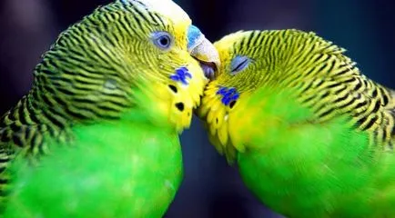 Cum de a vindeca un papagal de paraziți, toate animalele de companie (papagali) Cum de a vindeca un papagal de paraziți, toate animalele de companie