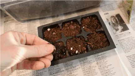 Cum să crească busuioc pe caracteristicile pervaz de cultivare la domiciliu