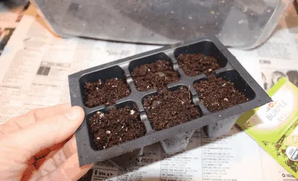 Cum să crească busuioc pe caracteristicile pervaz de cultivare la domiciliu