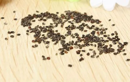 Cum să crească menta pe un pervaz la domiciliu (acasa) Cum să crească menta pe un pervaz la domiciliu