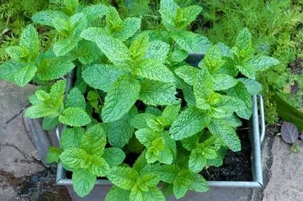 Cum să crească menta pe un pervaz la domiciliu (să crească) Cum să crească menta pe un pervaz la domiciliu