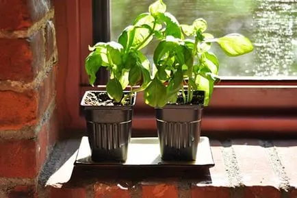 Cum să crească busuioc pe caracteristicile pervaz de cultivare la domiciliu