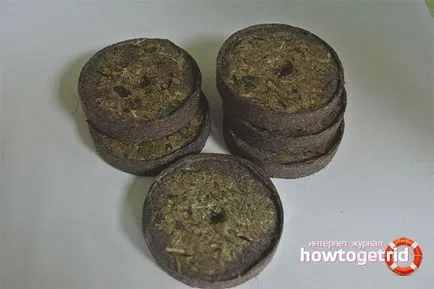 Cum să crească răsaduri în pelete de turbă (cum se utilizează tablete de turbă) Cum să crească răsaduri în pelete de turbă