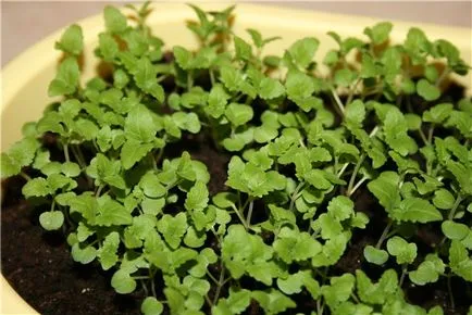 Cum să crească menta pe un pervaz la domiciliu (pervaz) Cum să crească menta pe un pervaz la domiciliu