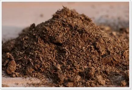 Cum să crească morcovi sfaturi de plantare și îngrijire