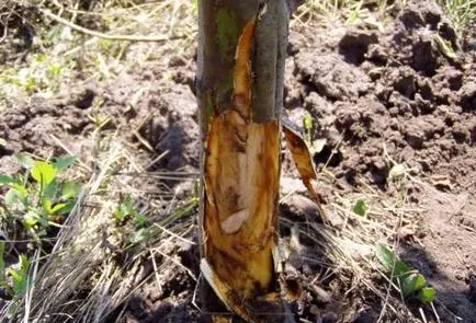Cum de a vindeca deteriorarea coaja de pomi fructiferi, ideile mele pentru grădină și grădină
