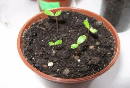 Cum să crească și să aibă grijă de plantare Catharanthus în teren deschis (de îngrijire) Cum să crească și să aibă grijă de aterizare Catharanthus în teren deschis