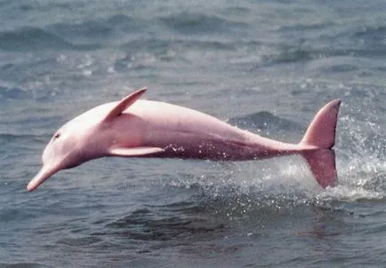 Arata ca delfinii, imagine delfin, delfini imagini, fotografii balenă, fotografie roz delfin,