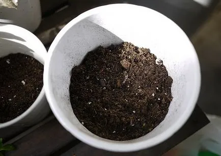 Cum să crească busuioc pe caracteristicile pervaz de cultivare la domiciliu