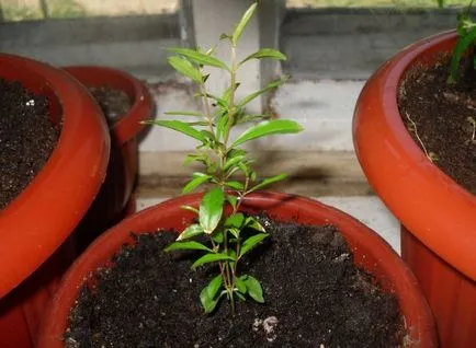 Cum să crească de plantare de rodie și de îngrijire la domiciliu (de ingrijire) Cum să crească de plantare de rodie și de îngrijire la domiciliu