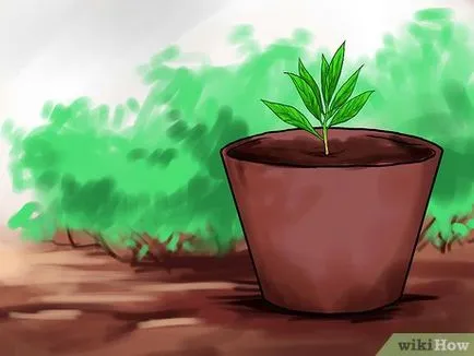 Cum să crească menta