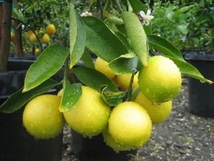 Cum să crească o lamaie din oasele acasă cu fructe