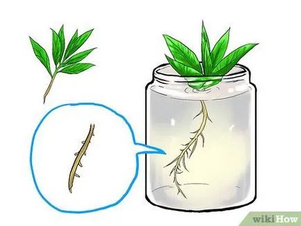 Cum să crească menta