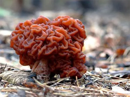 Cum sa arate ca linii de ciuperci uite ciuperci Morel