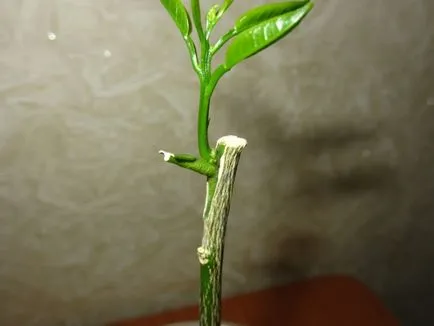 Cum să crească o lamaie de oase la pas cu pas ghid acasă
