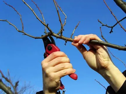Cum să crească de plantare de rodie și de îngrijire la domiciliu (de ingrijire) Cum să crească de plantare de rodie și de îngrijire la domiciliu