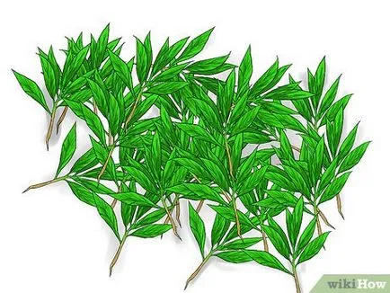 Cum să crească menta