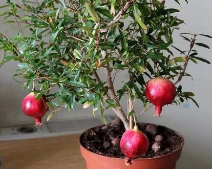 Cum să crească de plantare de rodie și de îngrijire la domiciliu (aterizare) Cum să crească de plantare de rodie și de îngrijire la domiciliu