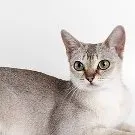 Cum de a apela dorințele pisica, Asistent felină (cauza) Cum de a apela dorințele pisica, asistent feline