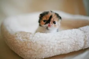 Cum de a apela dorințele pisica, Asistent felină (cauza pisica egiptean) Cum de a apela dorințele pisica, asistent feline