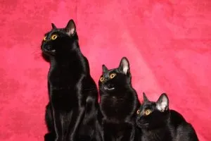 Cum de a apela dorințele pisica, Asistent felină (cauza pisica egiptean în după-amiaza) Cum de a apela dorințele pisica, asistent feline