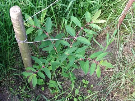 Cum să crească un caprifoi