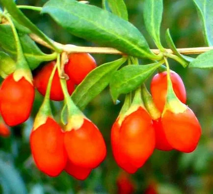 Cum să crească fructe de padure Goji în sfaturi zona lor practice și trucuri